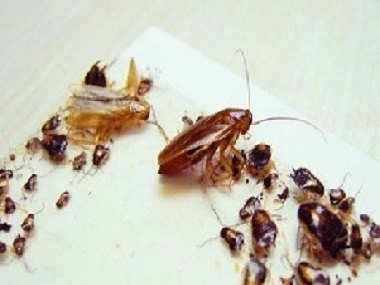 小区蟑螂防治及灭杀